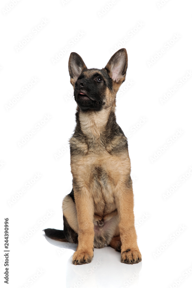 adorable german shepard with tongue exposed looks up adorable german shepard with tongue exposed looks up