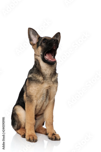 shocked german shepard looks up to side while sitting