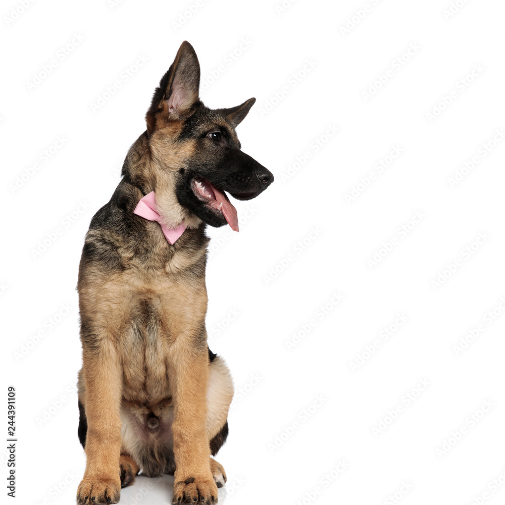 seated german shepard wearing pink bowtie looks down to side seated german shepard wearing pink bowtie looks down to side