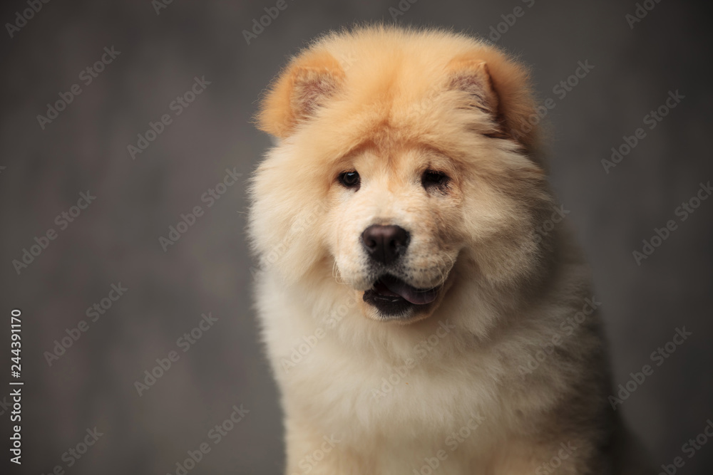 head of curious chow chow looking down to side