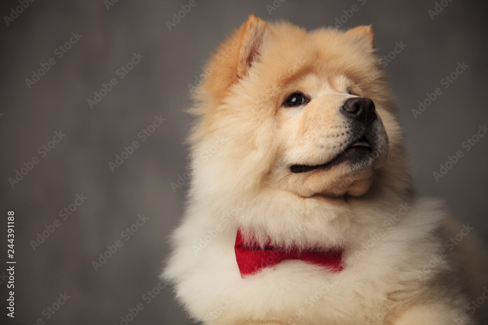 head of gentleman chow chow looking up to side