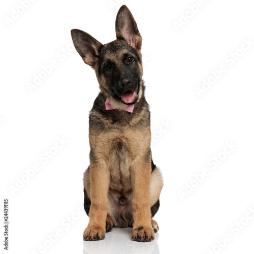 adorable german shepard with mouth open and pink bowtie