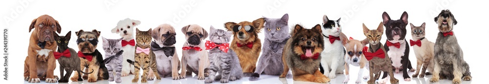 Obraz premium large team of happy elegant pets with red bowties
