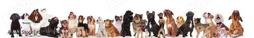 large curious team of dogs with bowties and colorful collars