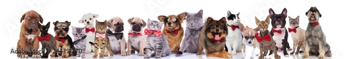 large team of happy elegant pets with red bowties