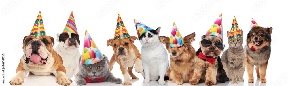 adorable cats and dogs wearing colorful birthday hats looking funny