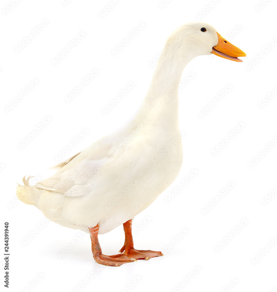 Fototapeta premium Kaczka na białym tle.