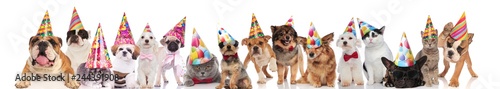many cute party pets on white background