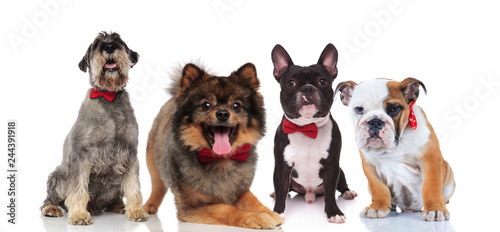 four cute dogs of different breeds with red bowties