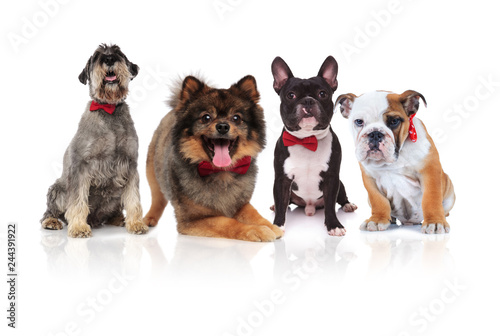 four cute dogs of different breeds with red bowties