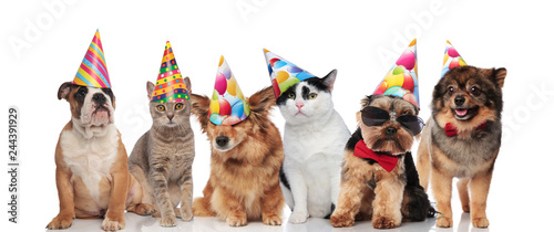 six cute dogs and cats wearing birthday hats © Viorel Sima