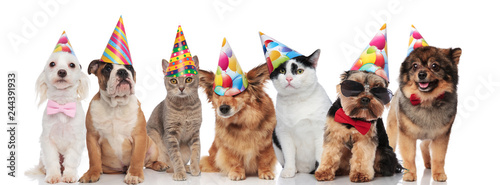 lovely birthday pets wearing colorful caps