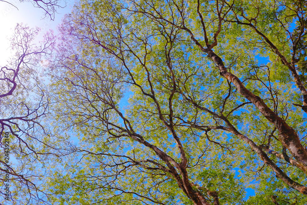 Fototapeta premium tree in spring