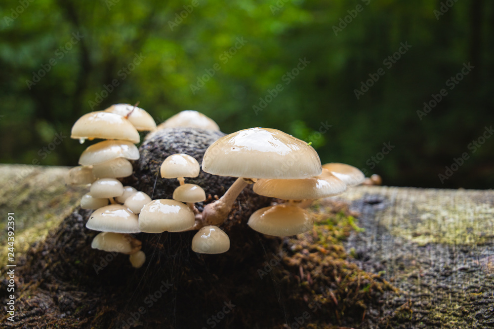 Mushrooms on Tree Mushrooms on Tree