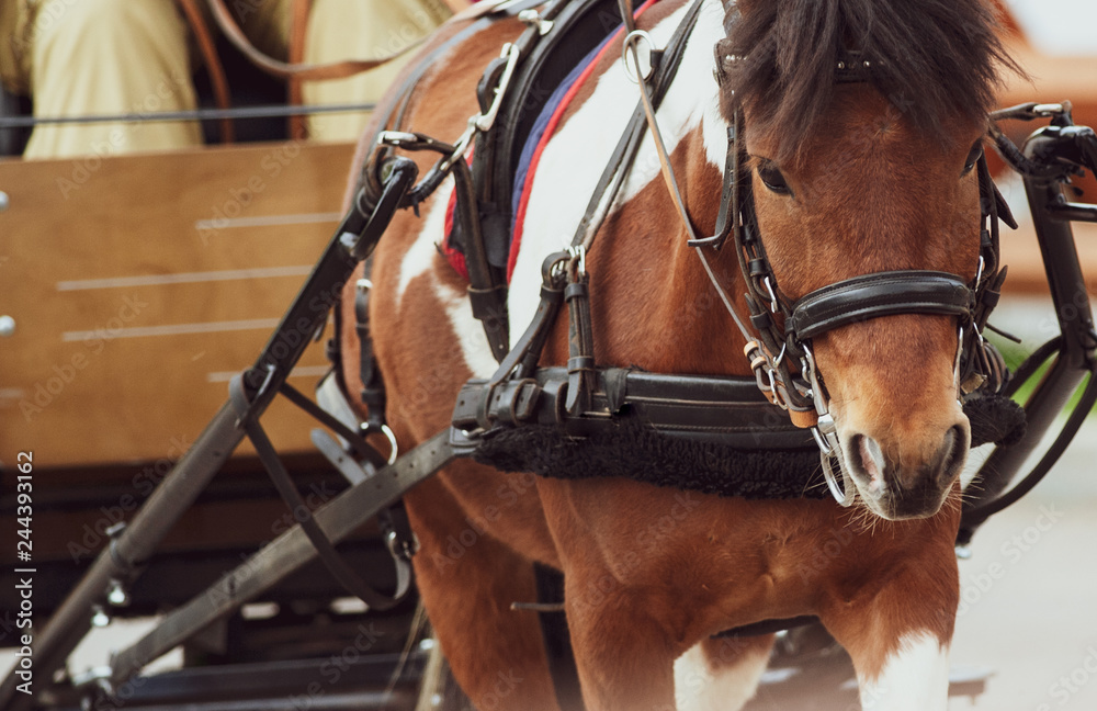 Obraz premium Pinto pony in carriage