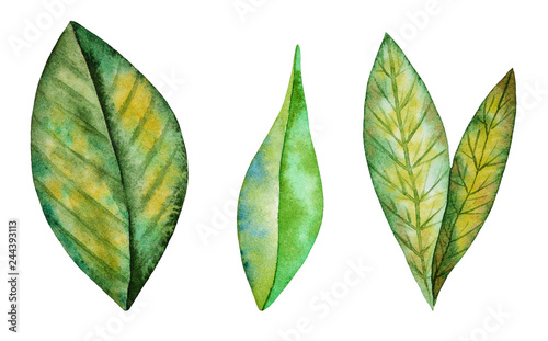 Illustration of watercolor hand drawn set of colorful leaves. Summer  Spring or Autumn background. Fall leaf.