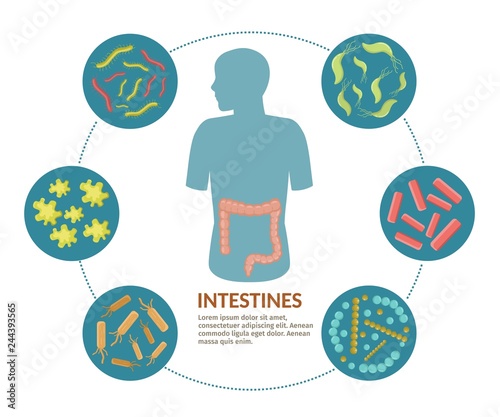 Human organ illustration intestines with digestive tract system bactery vector infographic. Good and bad bacterial flora