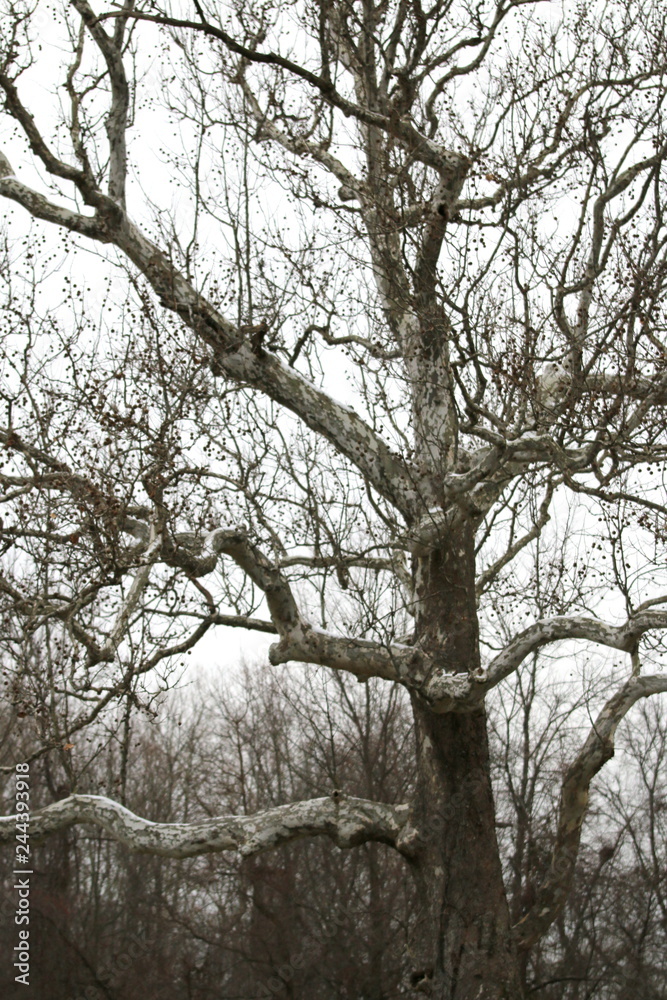 This big tree has weathered many seasons. This big tree has weathered many seasons.