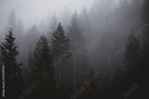 fog in the forest © Nikolay