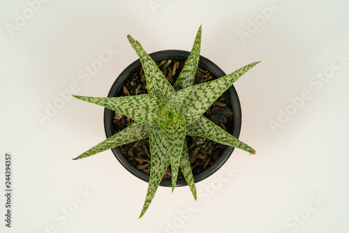 Sabila plant with white background, Aloe Vera photo