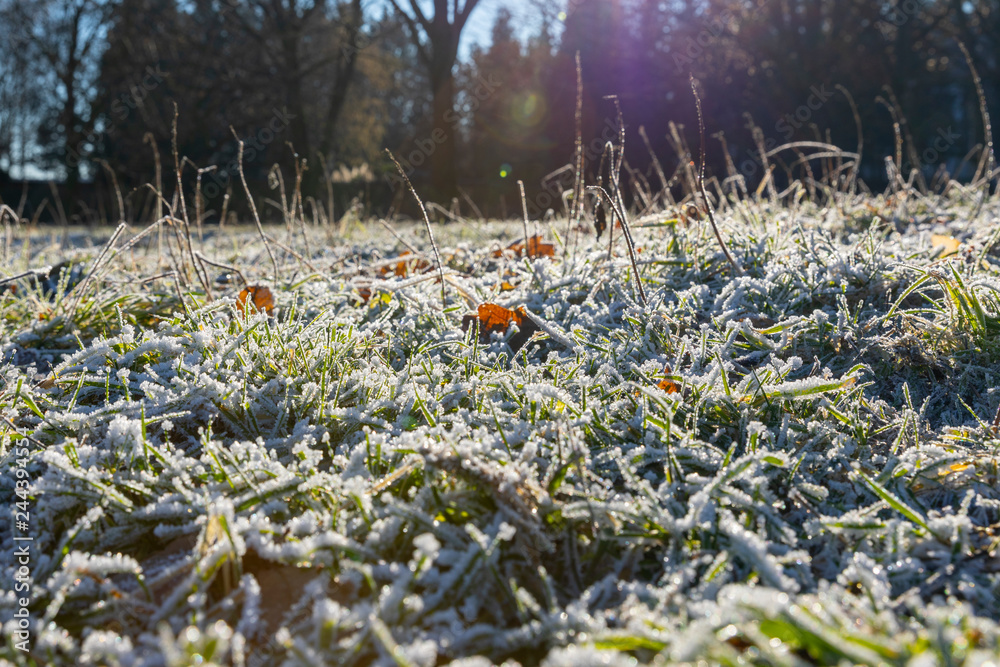 Obraz premium Winter mit einer raureif Wiese