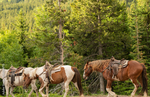 Trail Horses Return to Paddock © kellyvandellen