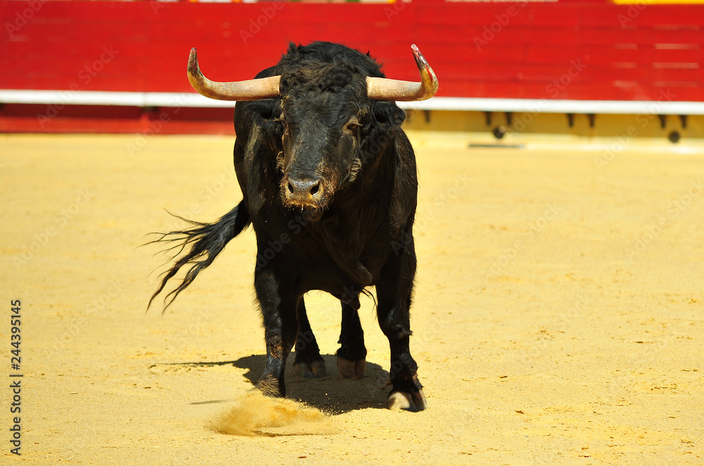 bull in spain running in bullring with big horns bull in spain running in bullring with big horns