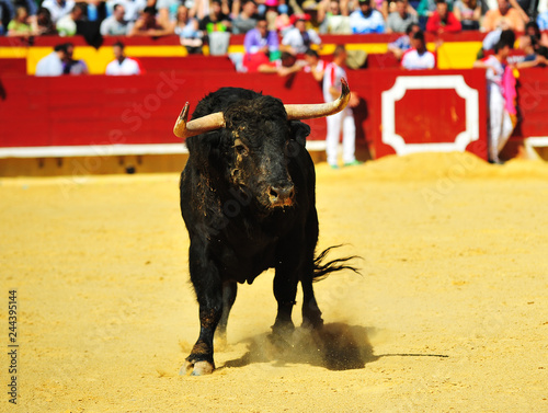 toro en españa