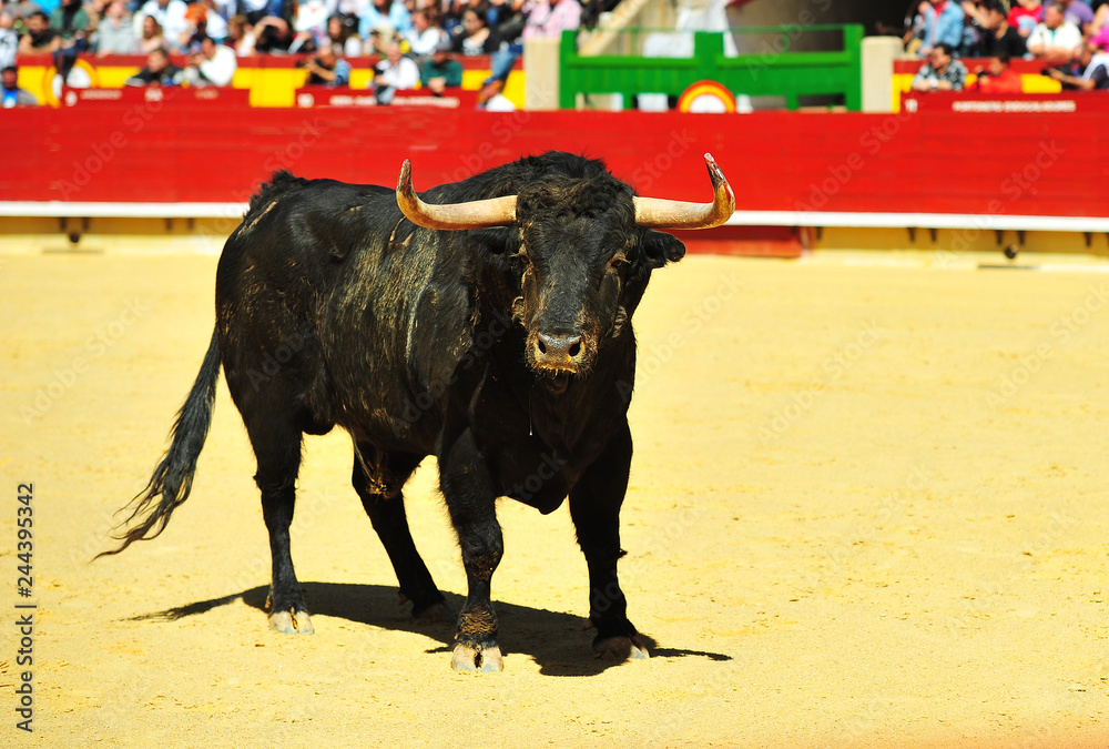 toro en españa corriendo en una plaza de toros con grandes cuernos toro en españa corriendo en una plaza de toros con grandes cuernos