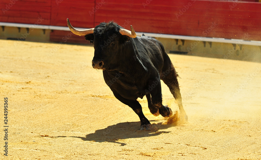 toro en españa corriendo en una plaza de toros con grandes cuernos toro en españa corriendo en una plaza de toros con grandes cuernos