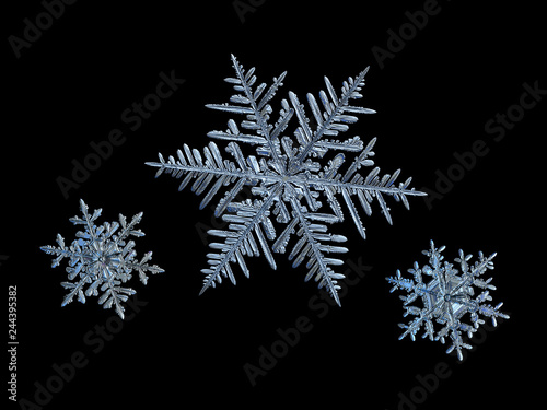Canvas-taulu Extreme magnification: three snowflakes isolated on black background