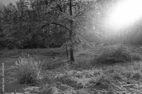 Winter Season Forest and Snow