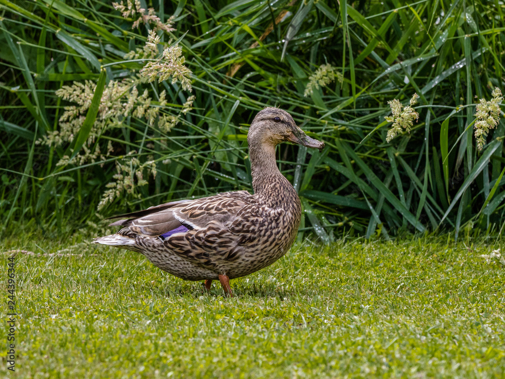 Female Mallard visiting the Garden Female Mallard visiting the Garden
