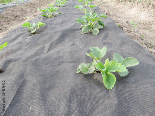 Green strawberry bushes on geotextile. Planting seedlings.