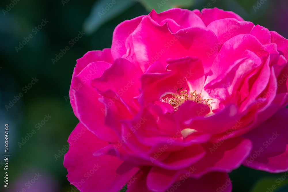 Rose flowers blooming in autumn, Yachiyo city, Chiba prefecture, Japan Rose flowers blooming in autumn, Yachiyo city, Chiba prefecture, Japan