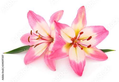 Fototapeta Naklejka Na Ścianę i Meble -  Pink lily flower.