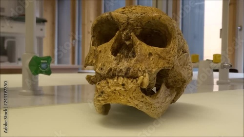 Skull model of a neanderthal man in a science laboratory