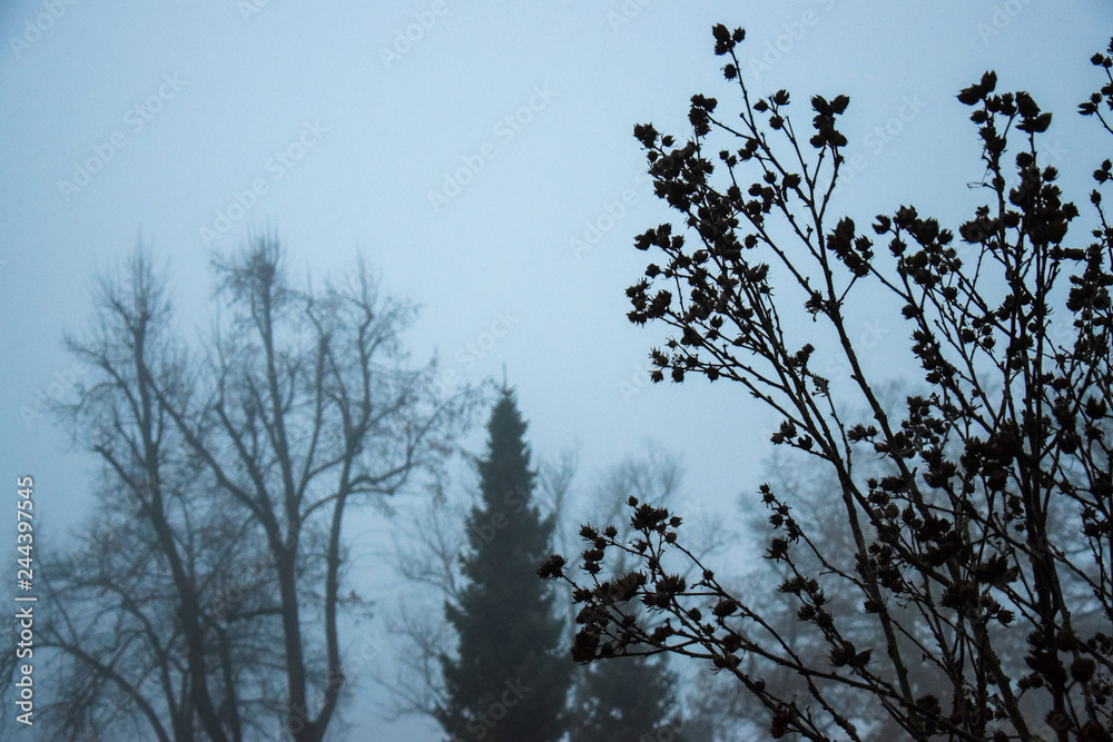 Fototapeta premium foggy day