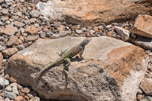 Greater Earless Lizard photo