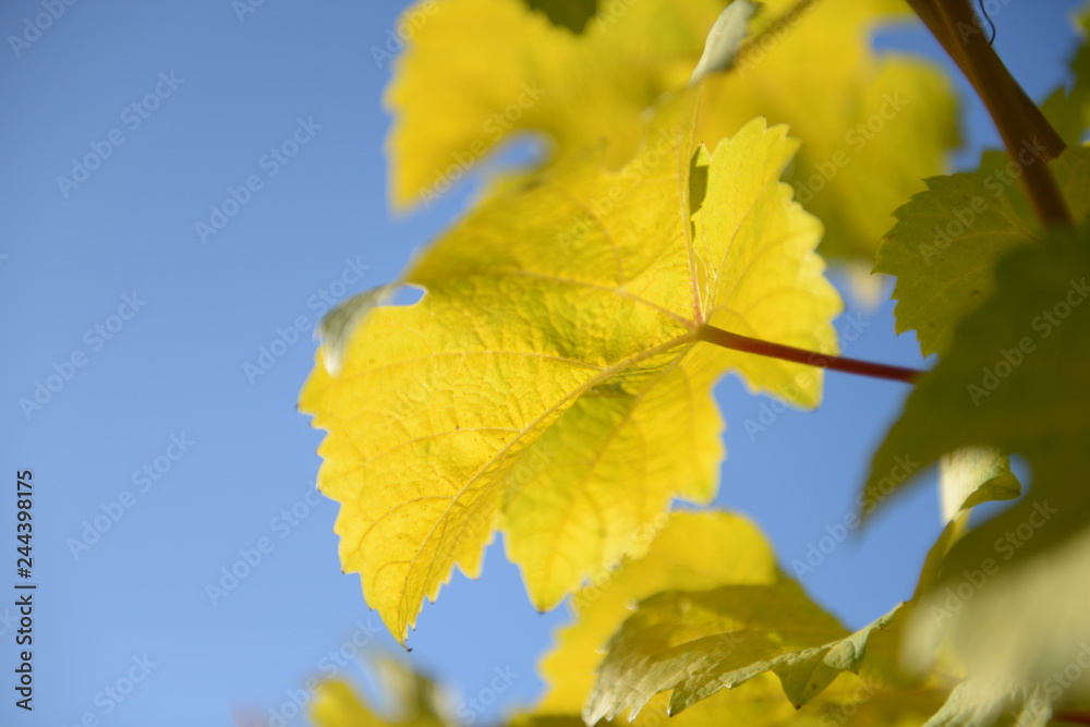 Obraz premium Weinlaub im Herbst