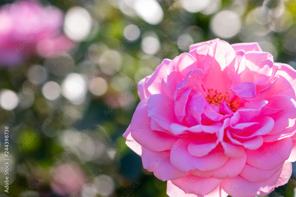 Rose flowers blooming in autumn, Yachiyo city, Chiba prefecture, Japan Rose flowers blooming in autumn, Yachiyo city, Chiba prefecture, Japan