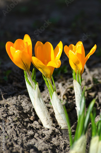 Only the snow melted, crocuses bloomed  photo