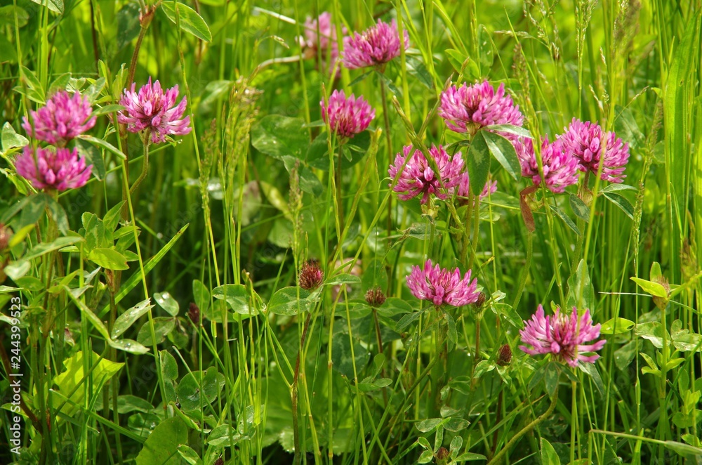 clover pink in green grass clover pink in green grass