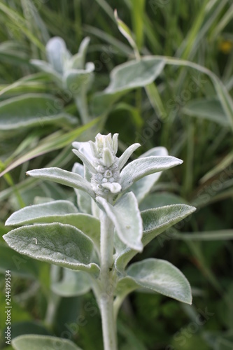 Chistets woolly in the garden photo