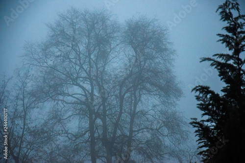 foggy day