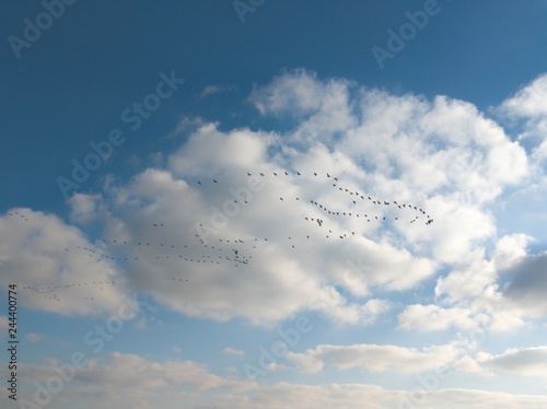 Birds on floght photo