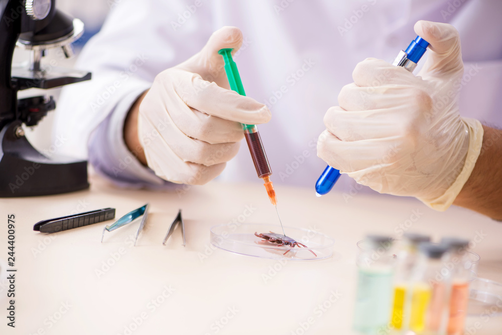 Male entomologist working in the lab on new species Male entomologist working in the lab on new species