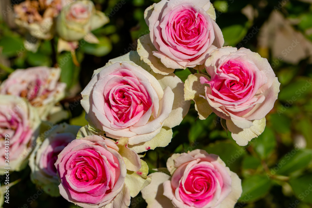 Rose flowers blooming in autumn, Yachiyo city, Chiba prefecture, Japan Rose flowers blooming in autumn, Yachiyo city, Chiba prefecture, Japan