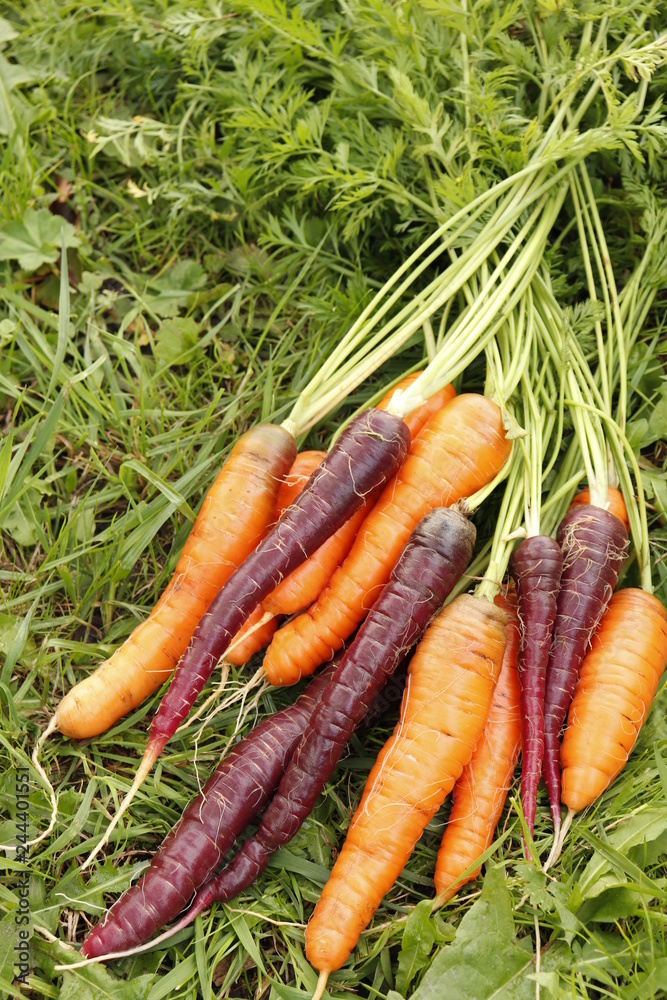Carrots orange and purple, harvest in the garden on the green grass. Carrots orange and purple, harvest in the garden on the green grass.