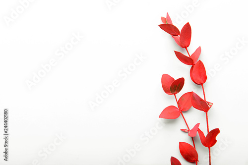 Coral branches with leaves on white background
